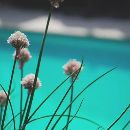 Logis - Restaurant Les Cedres 3* Villeneuve-lès-Avignon